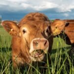 Beef Shortage