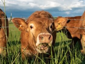 Beef Shortage