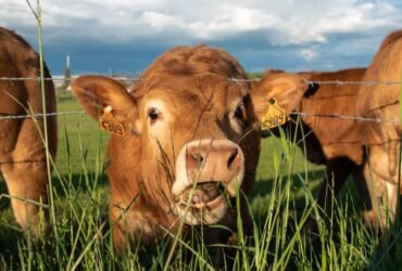 Beef Shortage