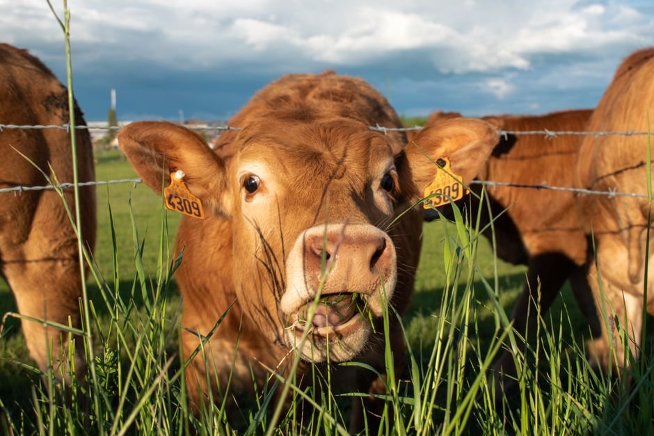Beef Shortage