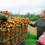 Cranberry Shortage