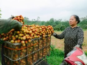 Cranberry Shortage