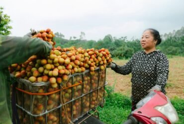 Cranberry Shortage